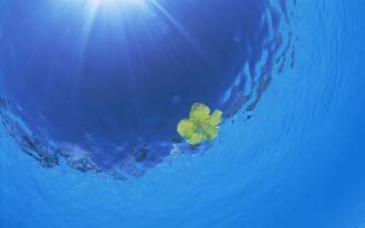 beach_of_Hawaii_GJ047