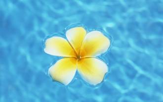 Aquamarine_water_and_Plumeria_flower_Y048_350A