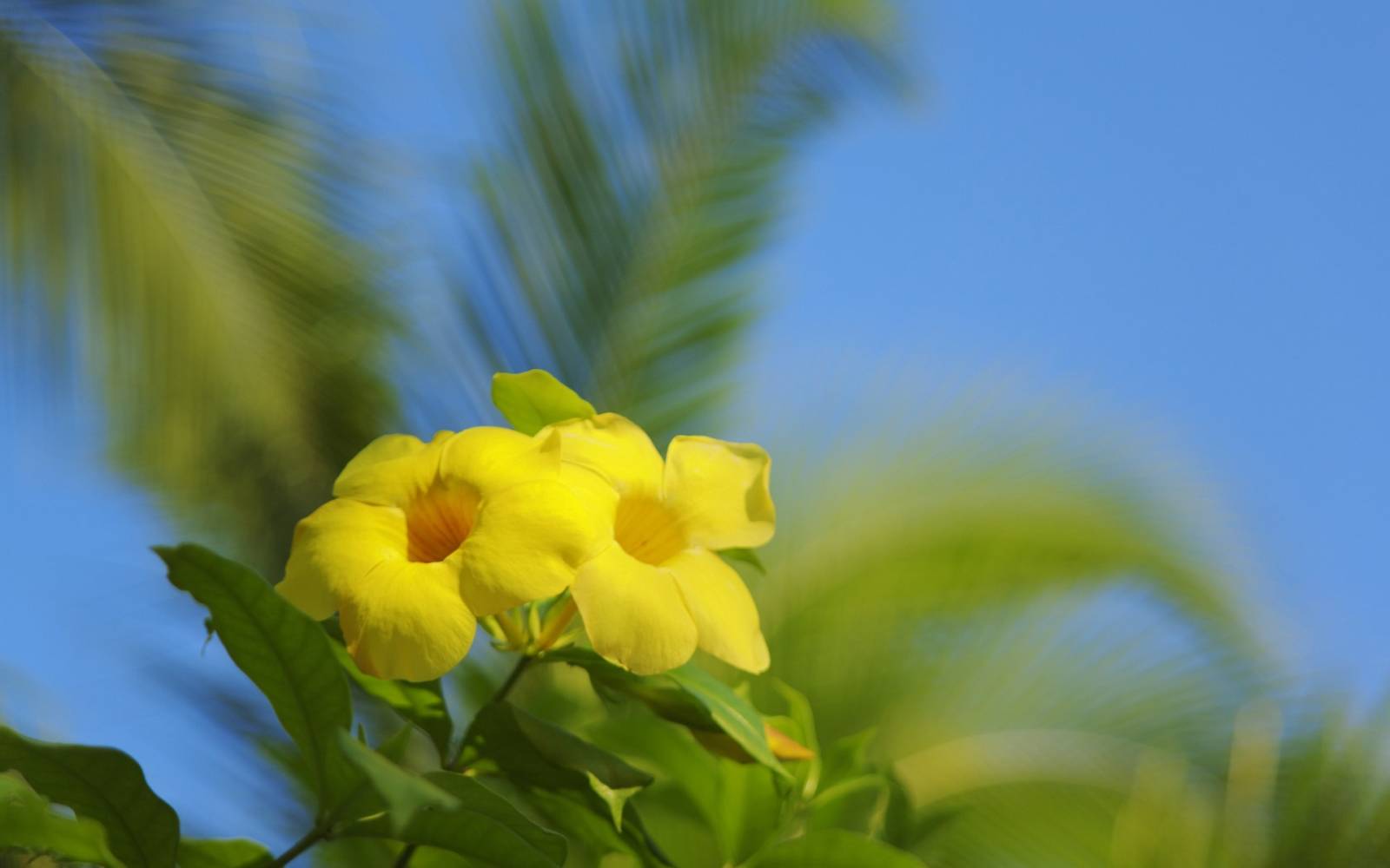 Hawaii_flower_JY192_350A