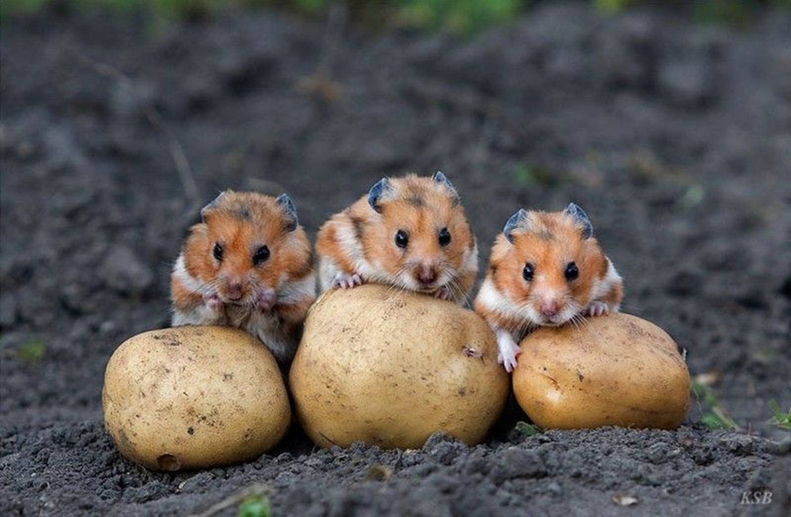 177